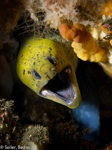 Friendly green moray by Beate Seiler 